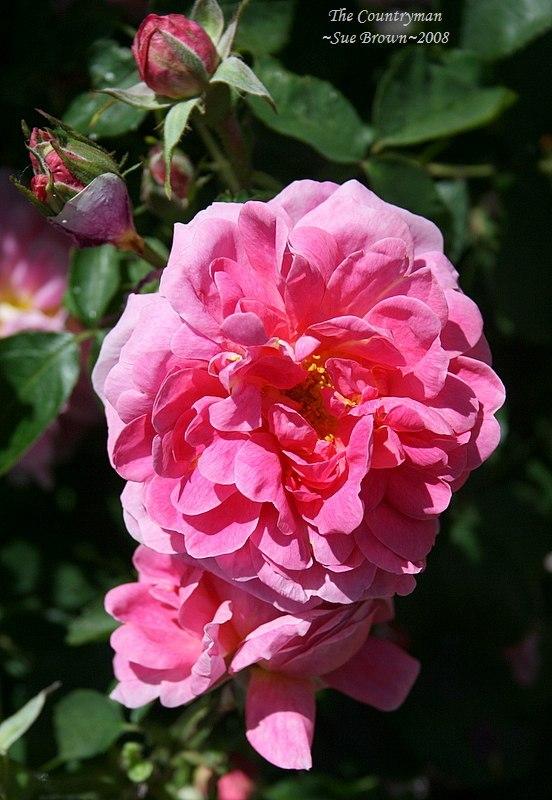 Photo of Rose (Rosa 'The Countryman') uploaded by Calif_Sue