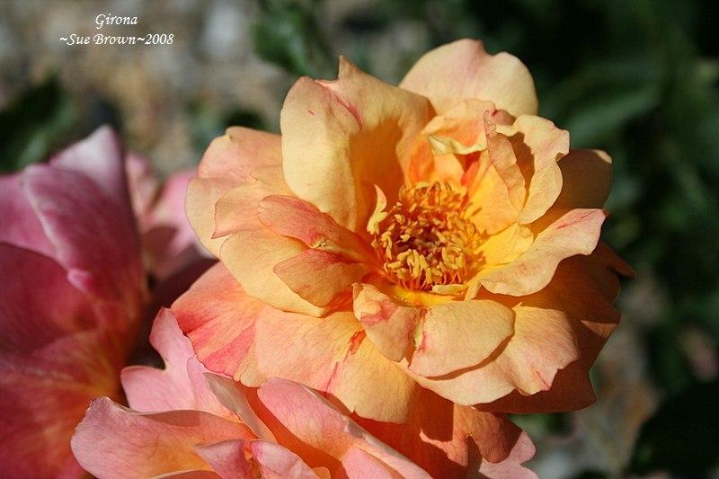 Photo of Rose (Rosa 'Girona') uploaded by Calif_Sue