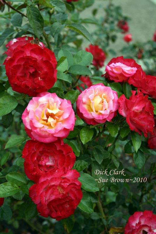 Photo of Rose (Rosa 'Dick Clark') uploaded by Calif_Sue