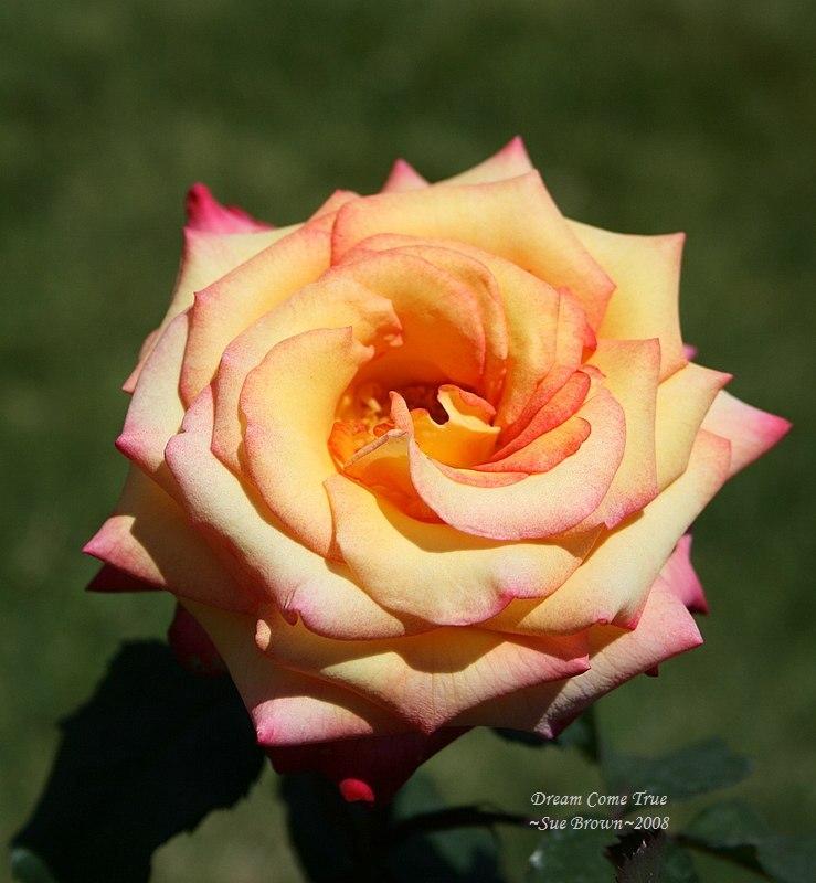 Photo of Rose (Rosa 'Dream Come True') uploaded by Calif_Sue