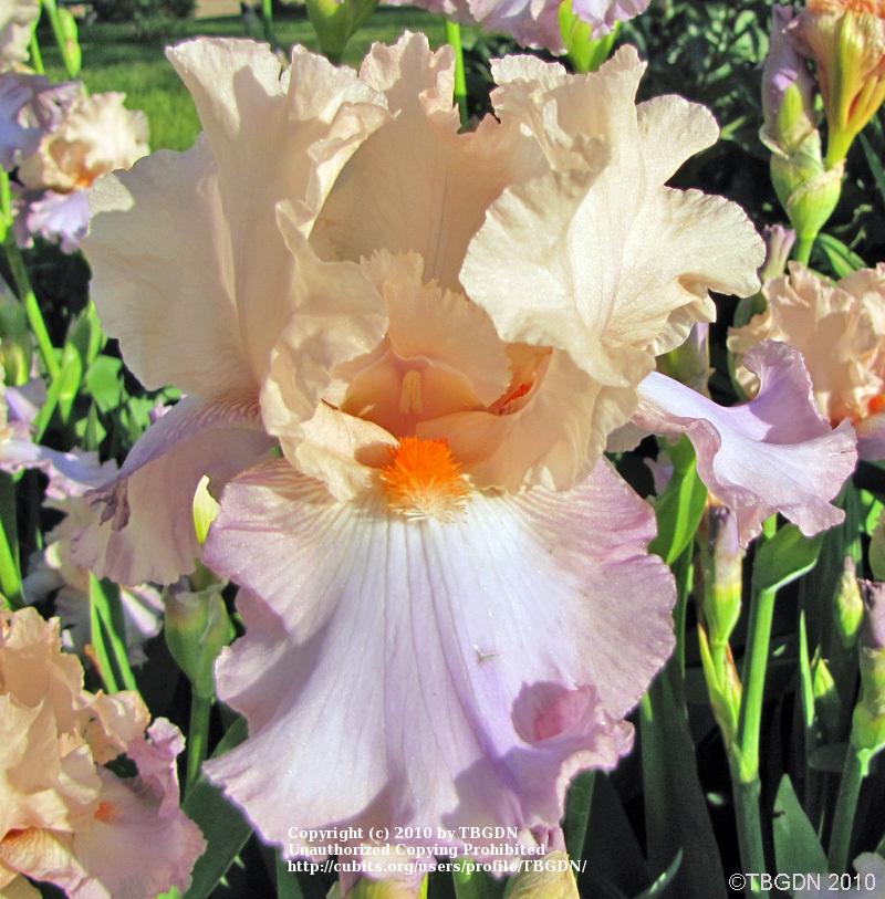 Photo of Tall Bearded Iris (Iris 'Celebration Song') uploaded by TBGDN