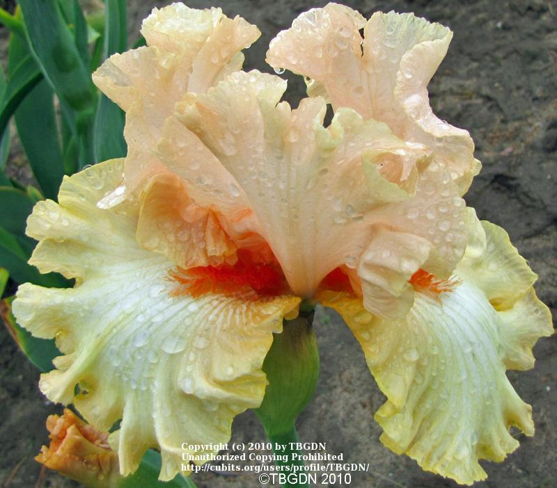 Photo of Tall Bearded Iris (Iris 'Awesome Blossom') uploaded by TBGDN