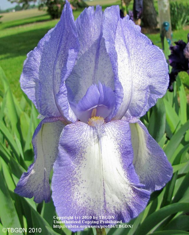 Photo of Tall Bearded Iris (Iris 'Blue Shimmer') uploaded by TBGDN