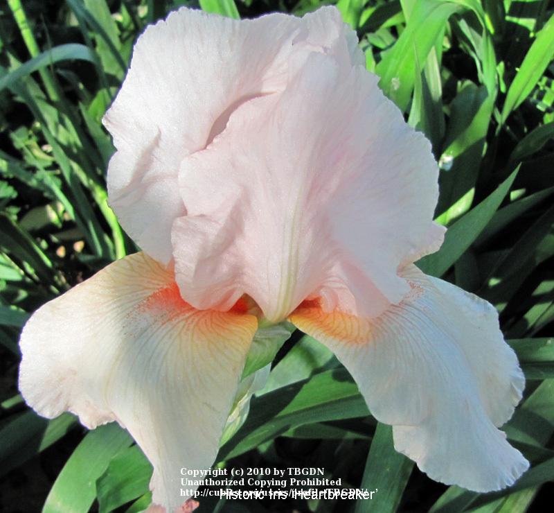 Photo of Tall Bearded Iris (Iris 'Heartbreaker') uploaded by TBGDN