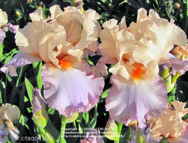 Photo of Tall Bearded Iris (Iris 'Celebration Song') uploaded by TBGDN