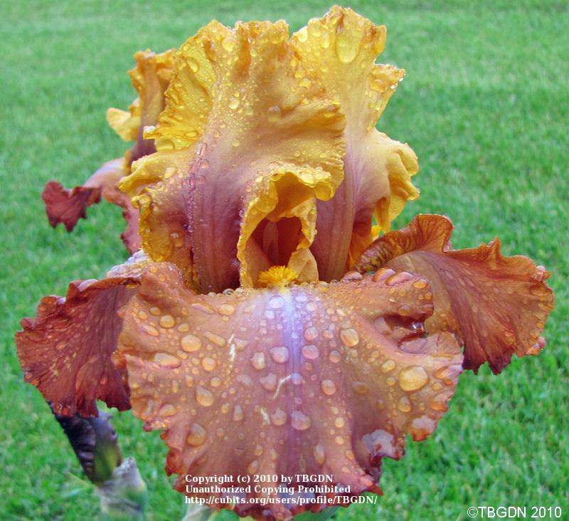 Photo of Tall Bearded Iris (Iris 'Dude Ranch') uploaded by TBGDN
