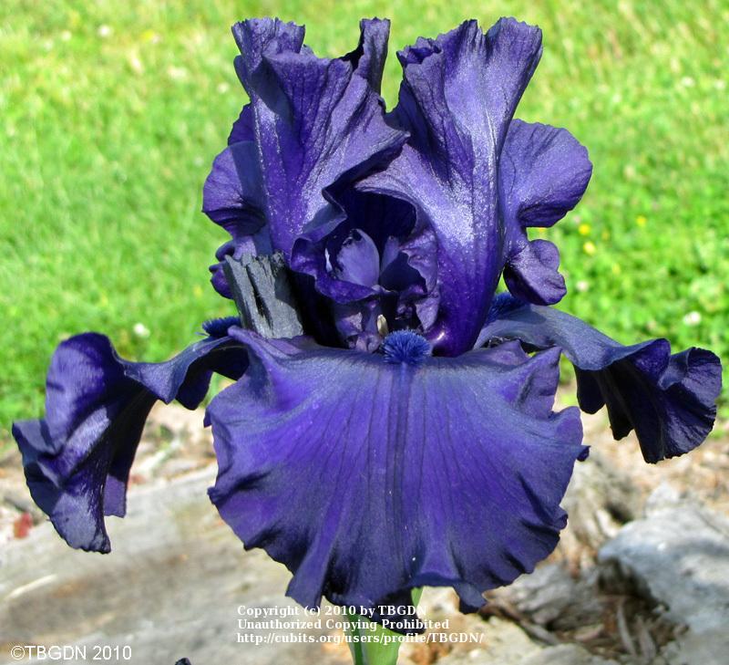Photo of Tall Bearded Iris (Iris 'Dusky Challenger') uploaded by TBGDN
