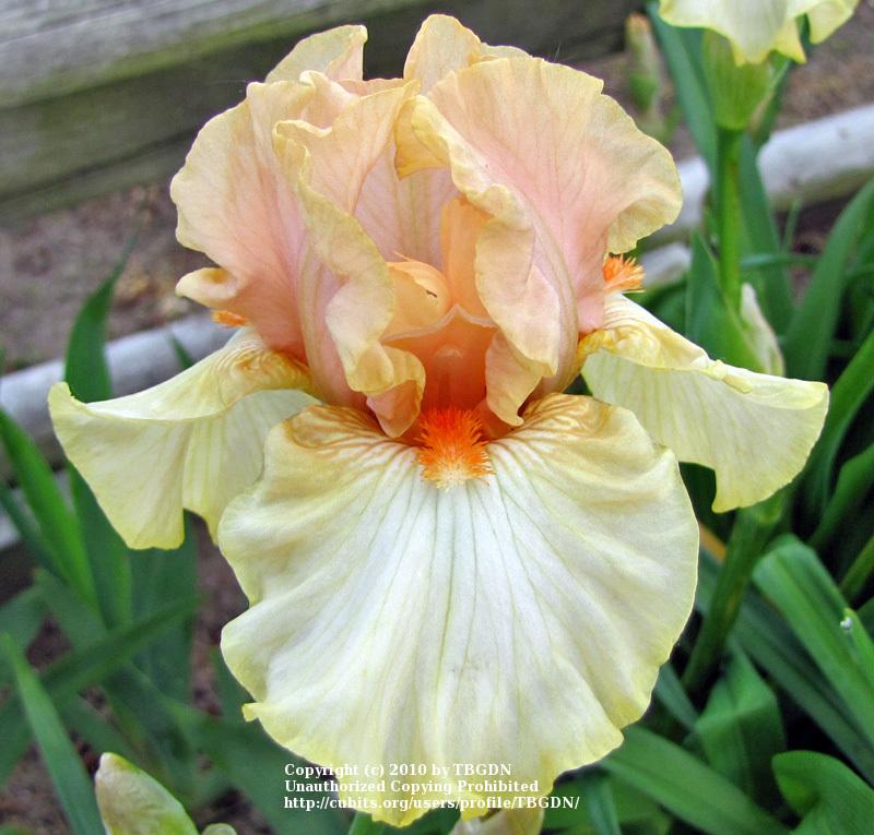 Photo of Border Bearded Iris (Iris 'Bundle of Love') uploaded by TBGDN