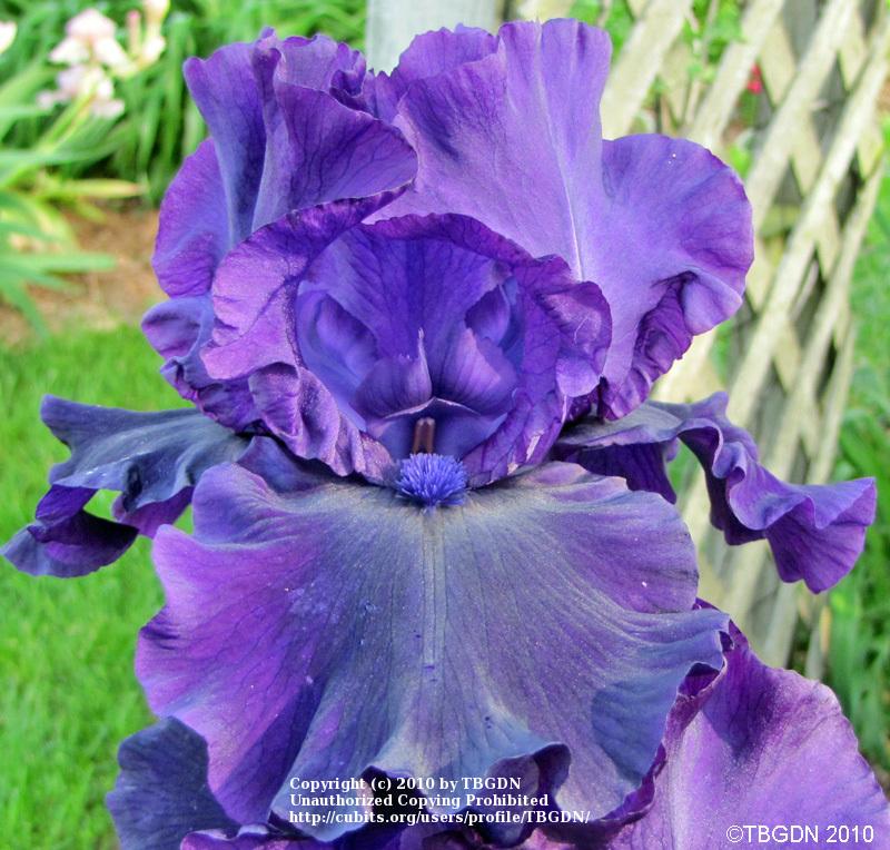 Photo of Tall Bearded Iris (Iris 'Holy Night') uploaded by TBGDN