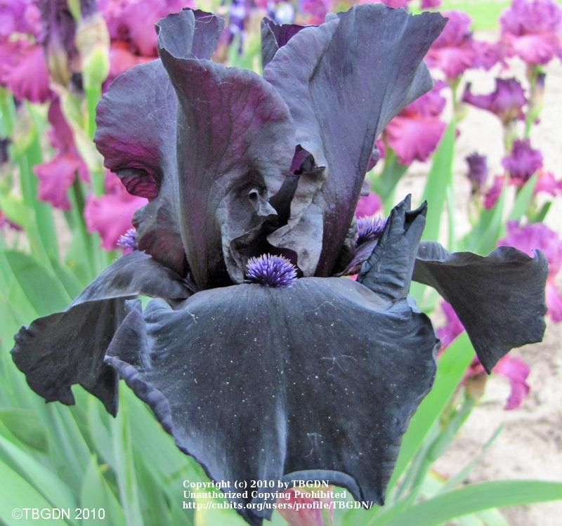 Photo of Tall Bearded Iris (Iris 'Before the Storm') uploaded by TBGDN