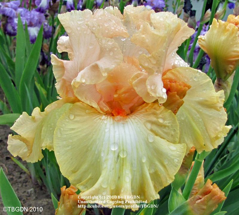 Photo of Tall Bearded Iris (Iris 'Awesome Blossom') uploaded by TBGDN