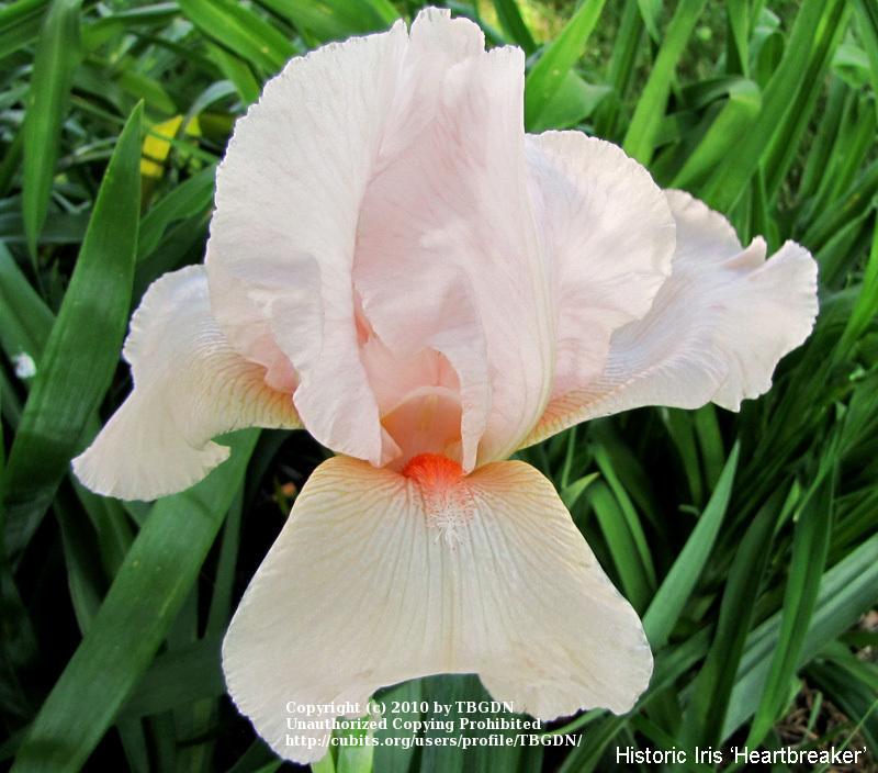 Photo of Tall Bearded Iris (Iris 'Heartbreaker') uploaded by TBGDN