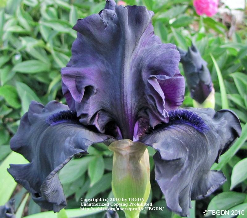 Photo of Tall Bearded Iris (Iris 'Hello Darkness') uploaded by TBGDN