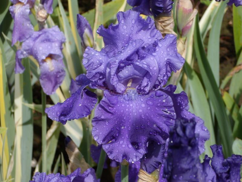 Photo of Tall Bearded Iris (Iris 'Pledge Allegiance') uploaded by Betja