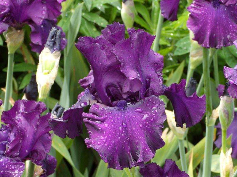Photo of Tall Bearded Iris (Iris 'Midnight Revelry') uploaded by Betja
