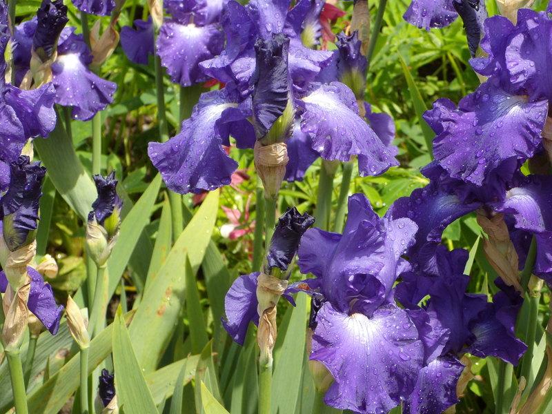 Photo of Tall Bearded Iris (Iris 'Stellar Lights') uploaded by Betja