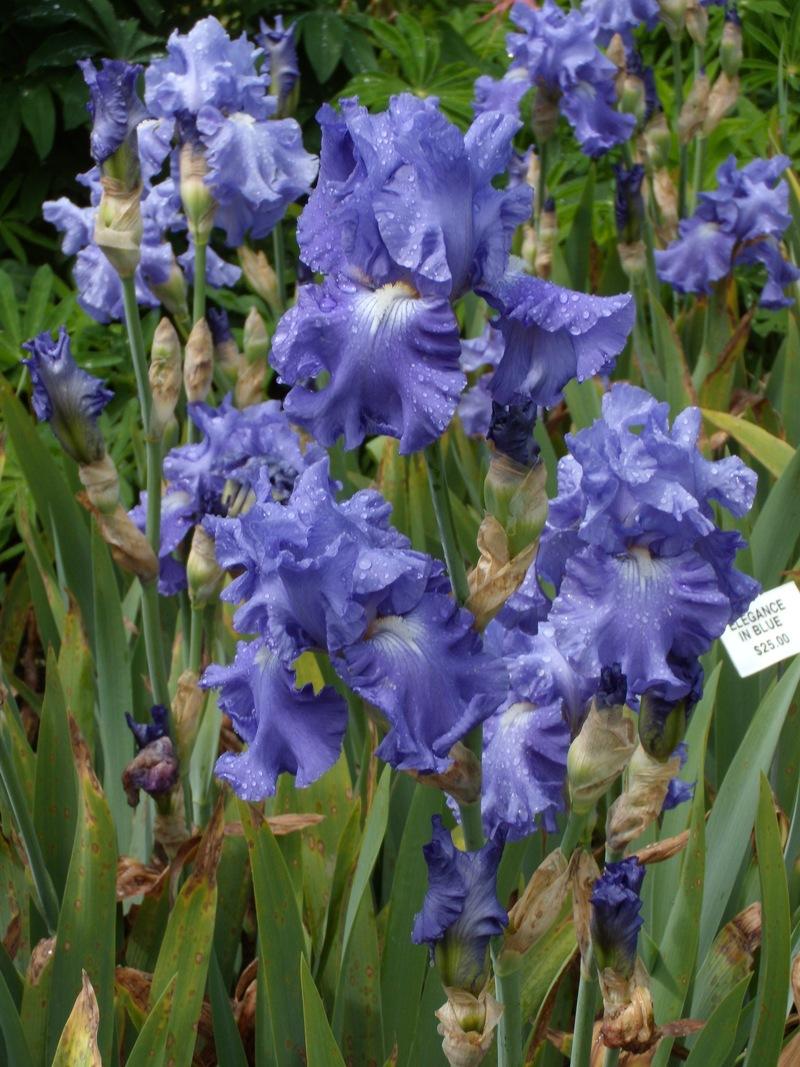 Photo of Tall Bearded Iris (Iris 'Elegance in Blue') uploaded by Betja
