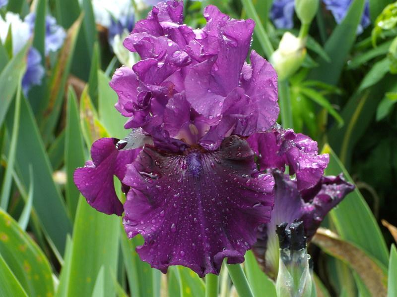 Photo of Tall Bearded Iris (Iris 'Purple Serenade') uploaded by Betja