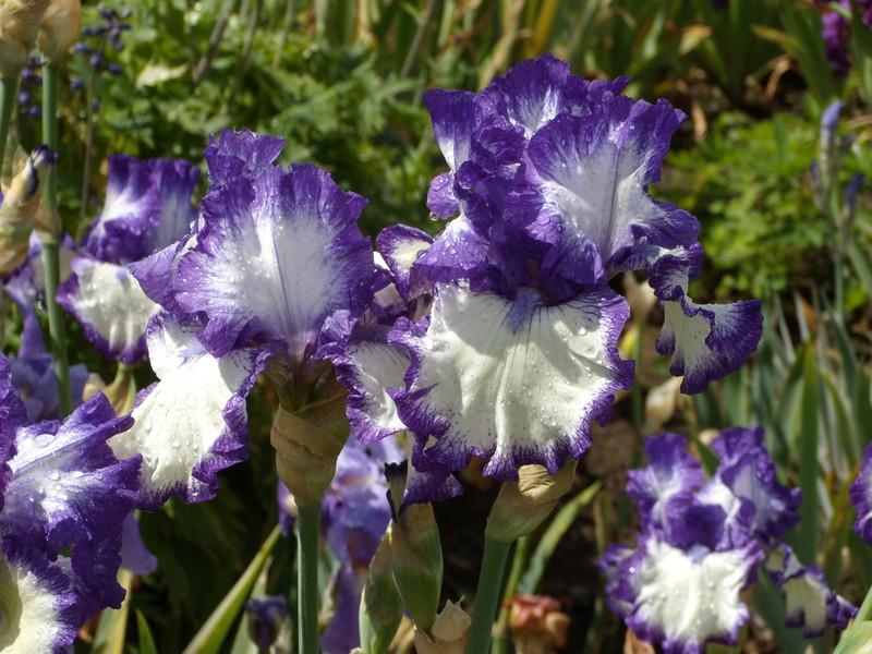 Photo of Tall Bearded Iris (Iris 'First Stitch') uploaded by Betja