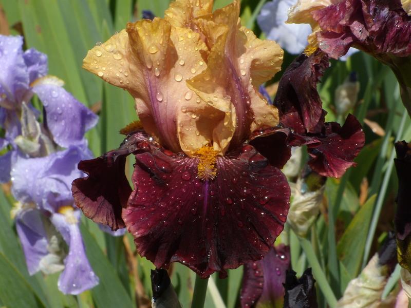 Photo of Tall Bearded Iris (Iris 'Rustic Royalty') uploaded by Betja