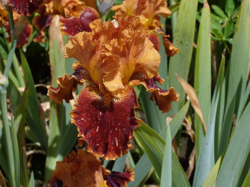 Photo of Tall Bearded Iris (Iris 'Copatonic') uploaded by Betja