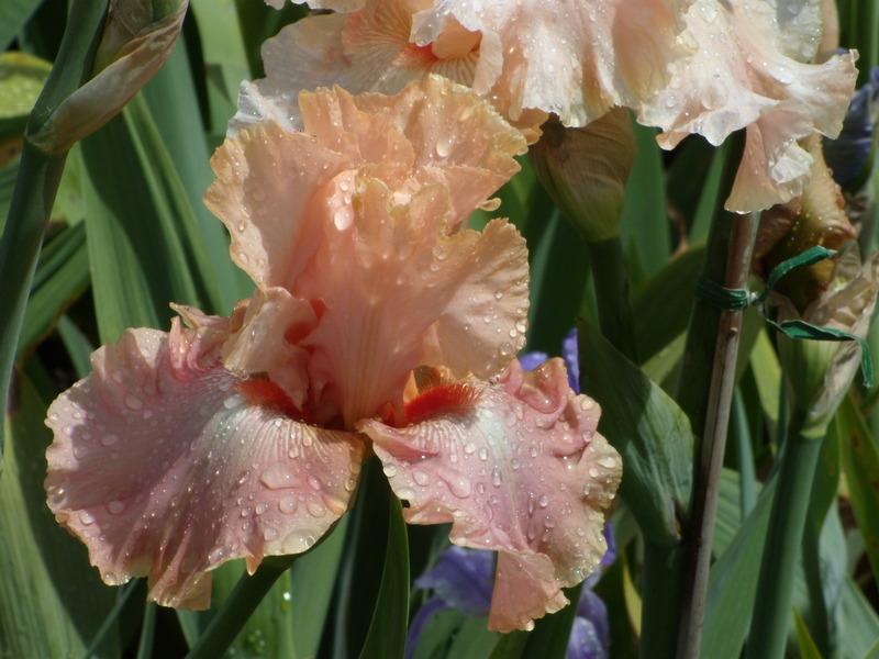 Photo of Tall Bearded Iris (Iris 'Cheyenne Sky') uploaded by Betja