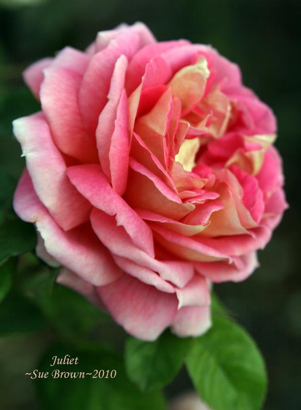 Photo of Rose (Rosa 'Juliet') uploaded by Calif_Sue