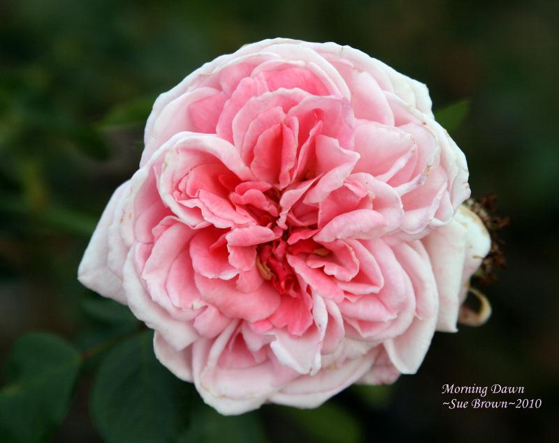 Photo of Rose (Rosa 'Morning Dawn') uploaded by Calif_Sue