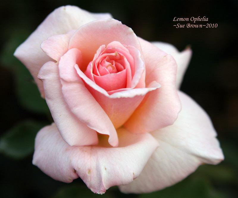 Photo of Rose (Rosa 'Lemon Ophelia') uploaded by Calif_Sue