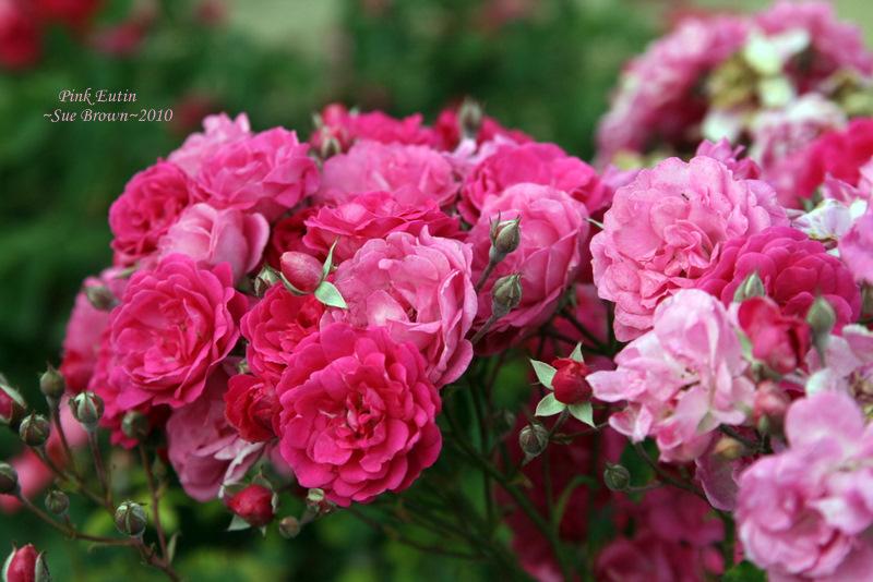 Photo of Rose (Rosa 'Pink Eutin') uploaded by Calif_Sue