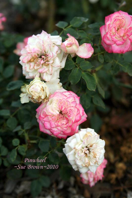 Photo of Rose (Rosa 'Pinwheel') uploaded by Calif_Sue