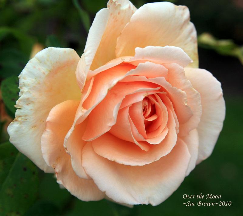 Photo of Rose (Rosa 'Over the Moon') uploaded by Calif_Sue