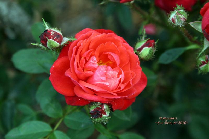 Photo of Rose (Rosa 'Rougemoss') uploaded by Calif_Sue