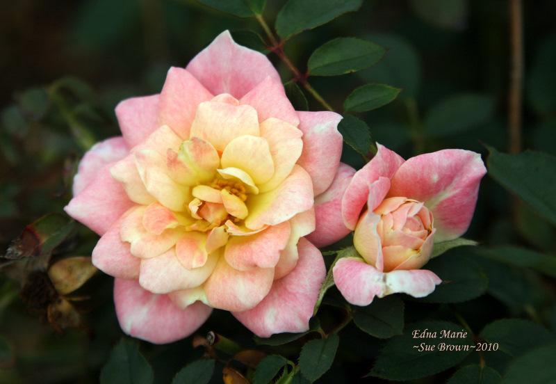Photo of Rose (Rosa 'Edna Marie') uploaded by Calif_Sue