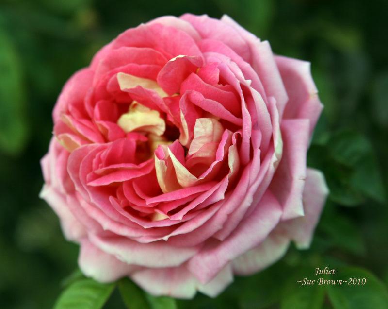 Photo of Rose (Rosa 'Juliet') uploaded by Calif_Sue