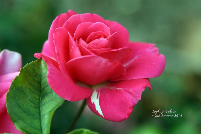 Photo of Rose (Rosa 'Topkapi Palace') uploaded by Calif_Sue