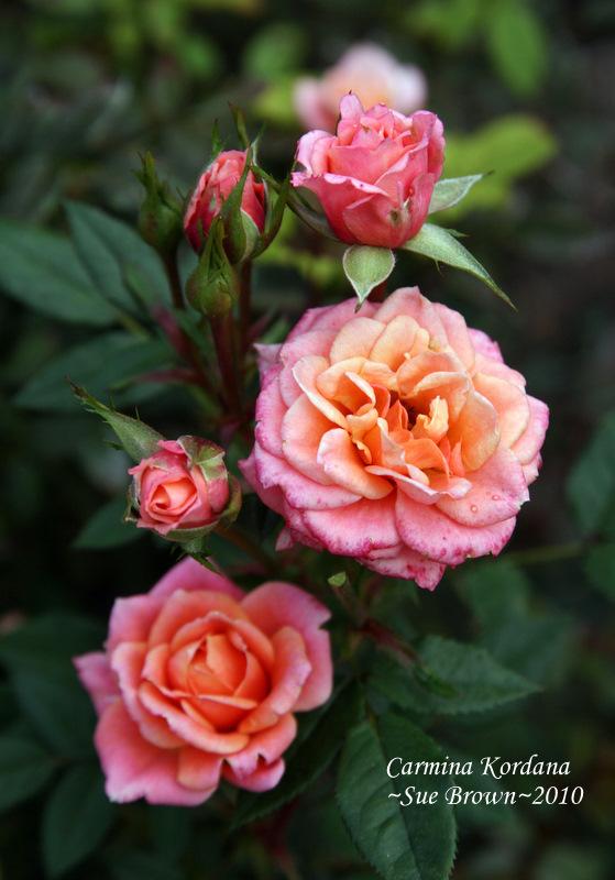 Photo of Rose (Rosa 'Carmina Kordana') uploaded by Calif_Sue