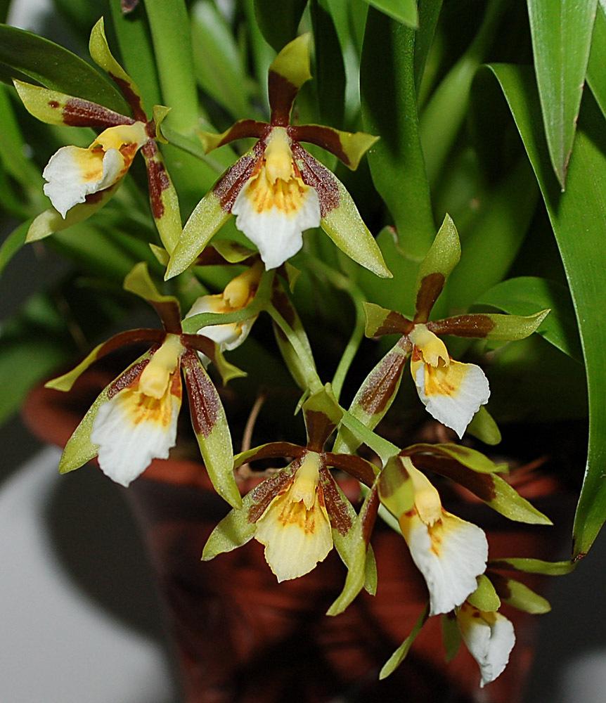 Photo of Orchid (Cischweinfia pusilla) uploaded by Ursula