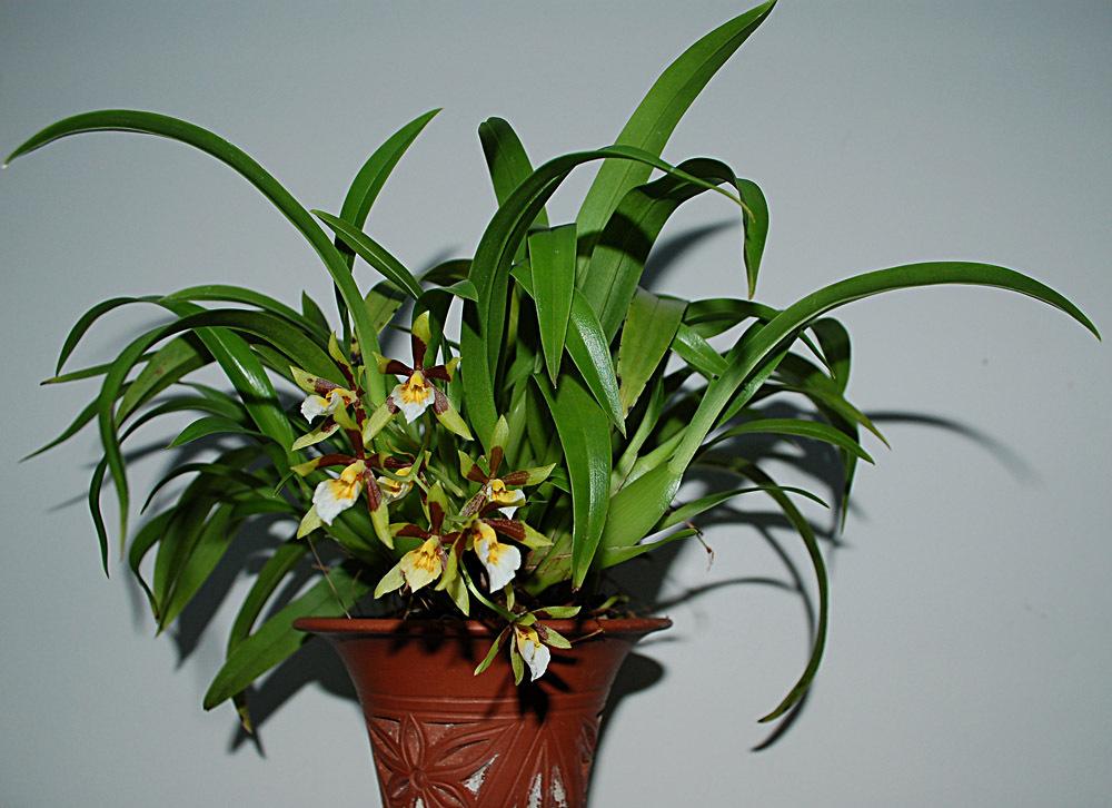 Photo of Orchid (Cischweinfia pusilla) uploaded by Ursula