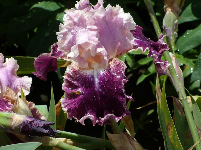Photo of Tall Bearded Iris (Iris 'New Leaf') uploaded by Betja