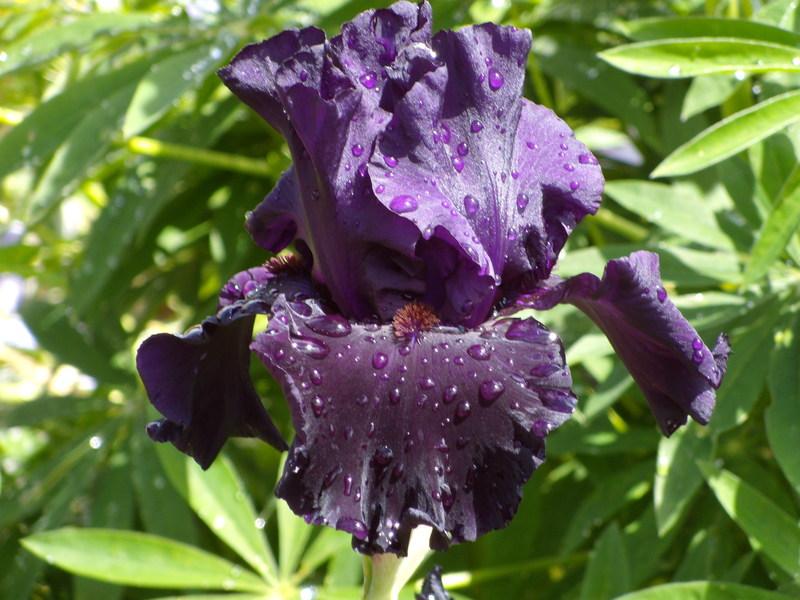 Photo of Tall Bearded Iris (Iris 'Dark Passion') uploaded by Betja