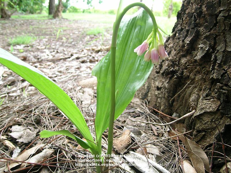 Photo of Nodding Swamp Orchid (Geodorum densiflorum) uploaded by tropicbreeze