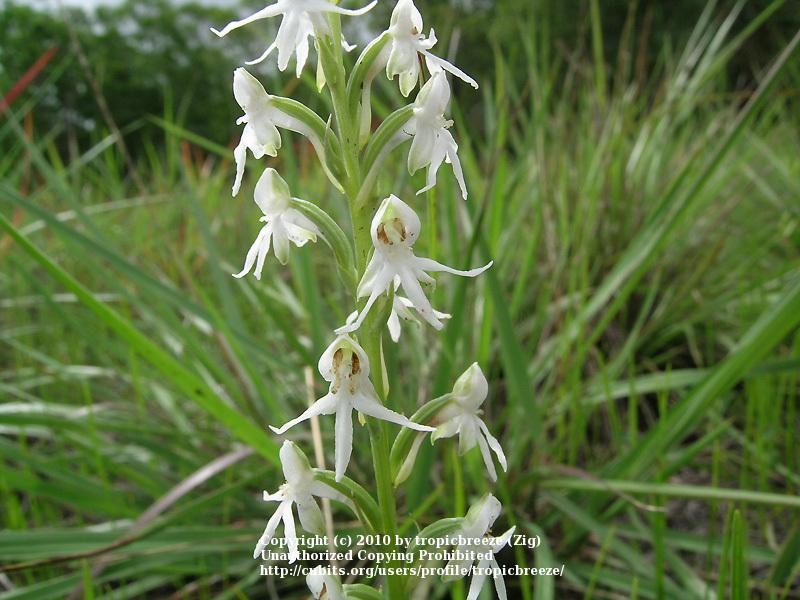 Photo of Bog Orchid (Habenaria ochroleuca) uploaded by tropicbreeze