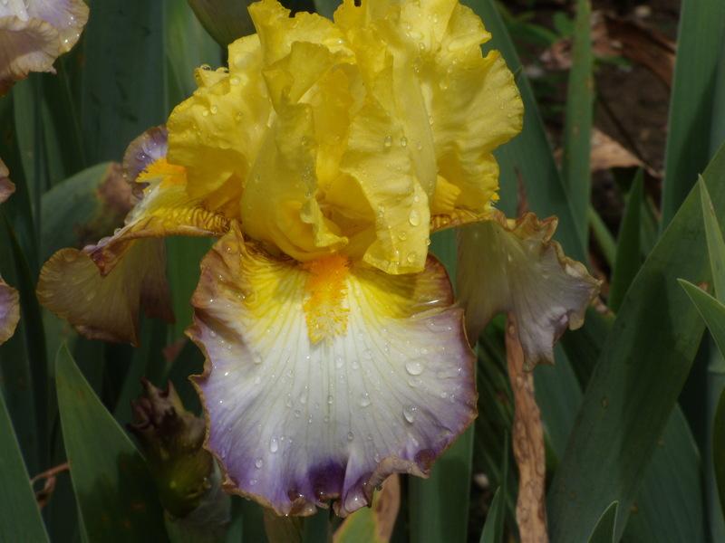 Photo of Tall Bearded Iris (Iris 'Keep Smiling') uploaded by Betja