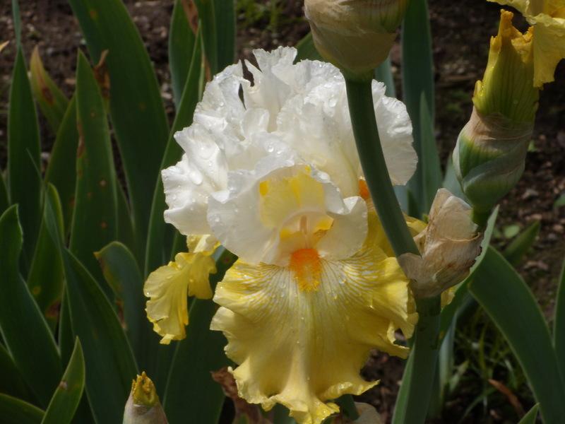 Photo of Tall Bearded Iris (Iris 'Kissed by the Sun') uploaded by Betja