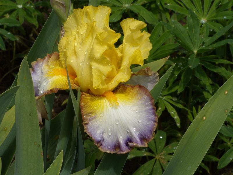Photo of Tall Bearded Iris (Iris 'Keep Smiling') uploaded by Betja