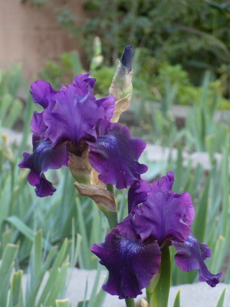Photo of Tall Bearded Iris (Iris 'Rosalie Figge') uploaded by Betja