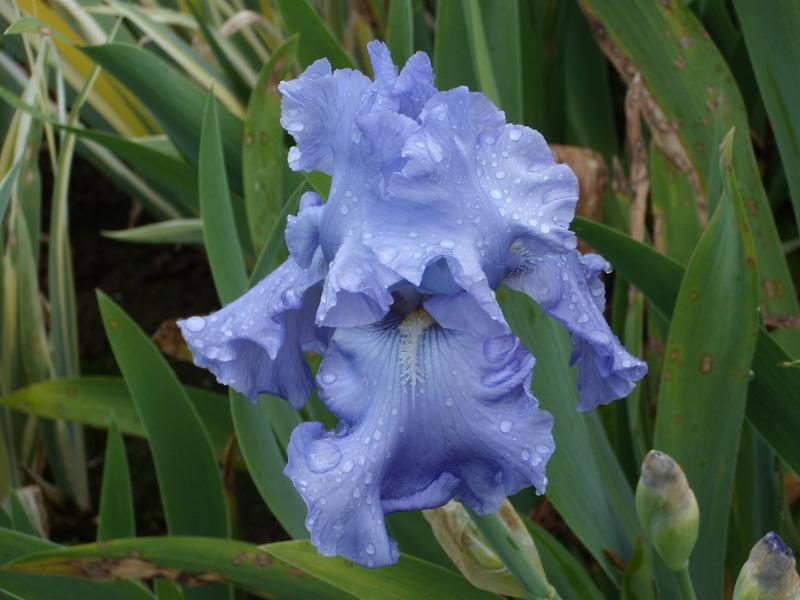Photo of Tall Bearded Iris (Iris 'Monet's Blue') uploaded by Betja