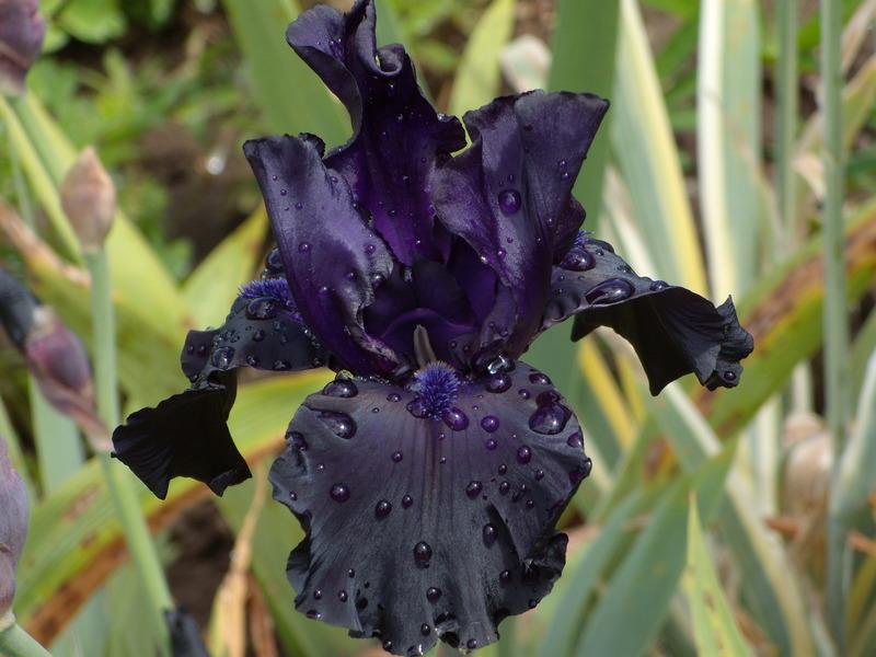 Photo of Tall Bearded Iris (Iris 'Black Dragon') uploaded by Betja