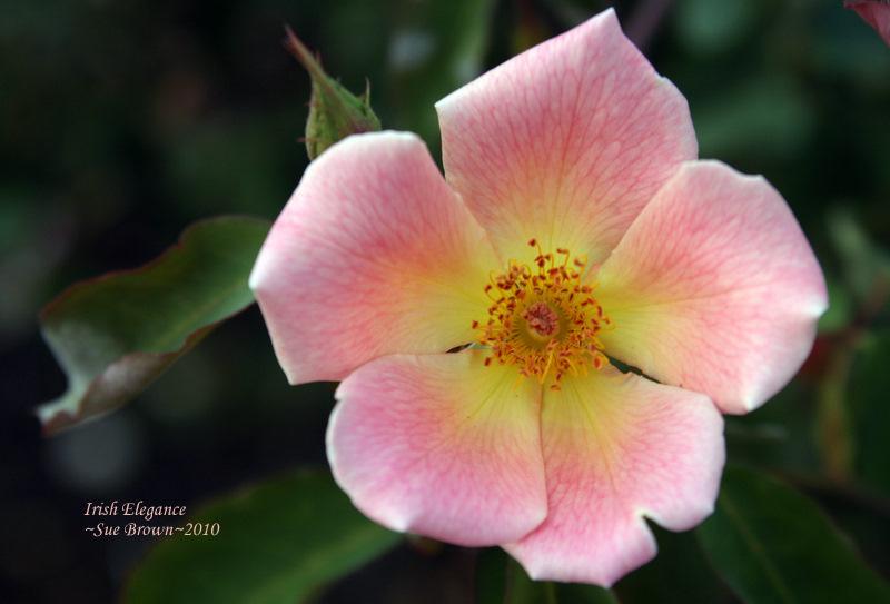 Photo of Rose (Rosa 'Irish Elegance') uploaded by Calif_Sue